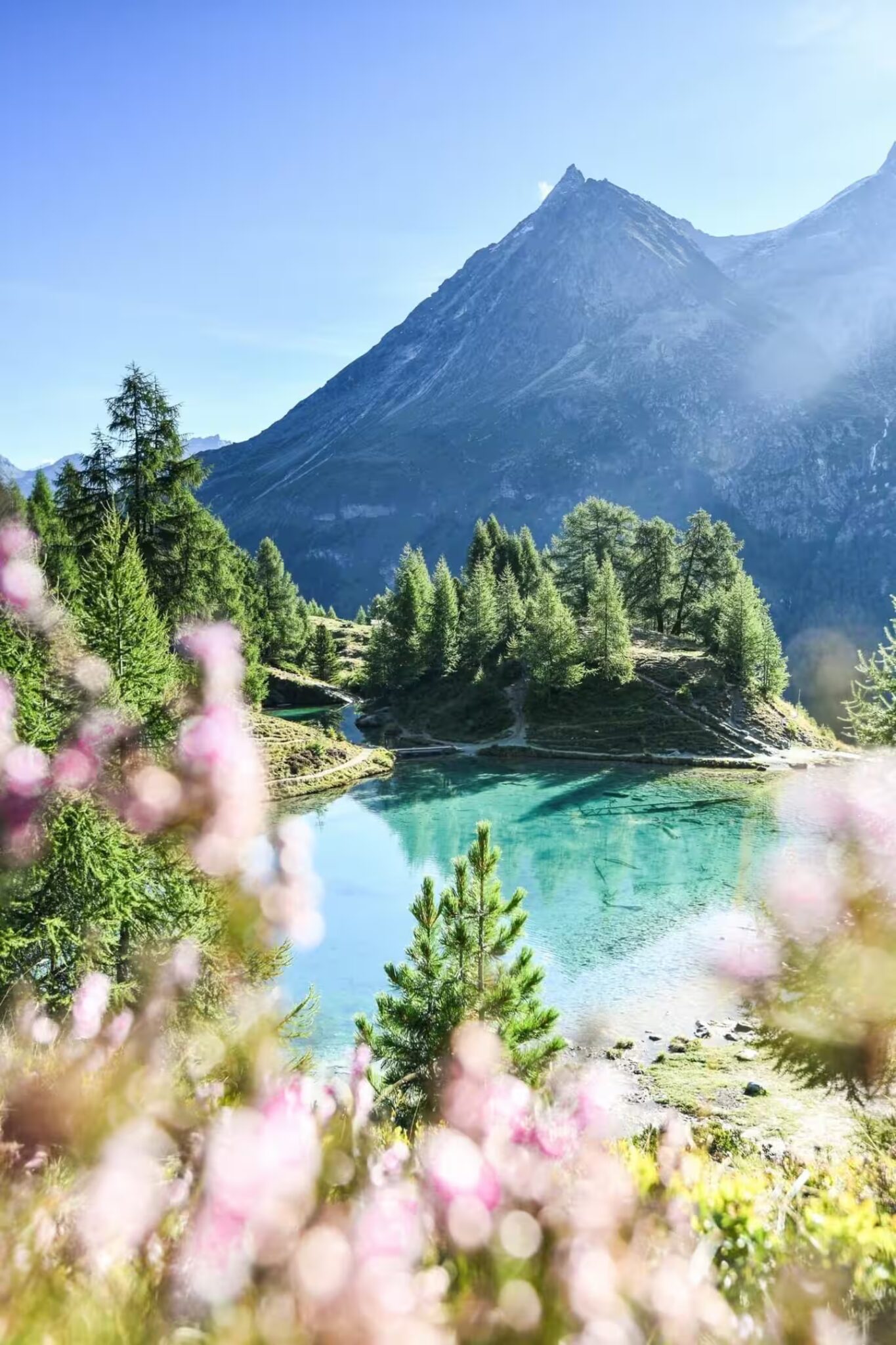 Lac de montagne turquoise entouré de mélèzes et de fleurs