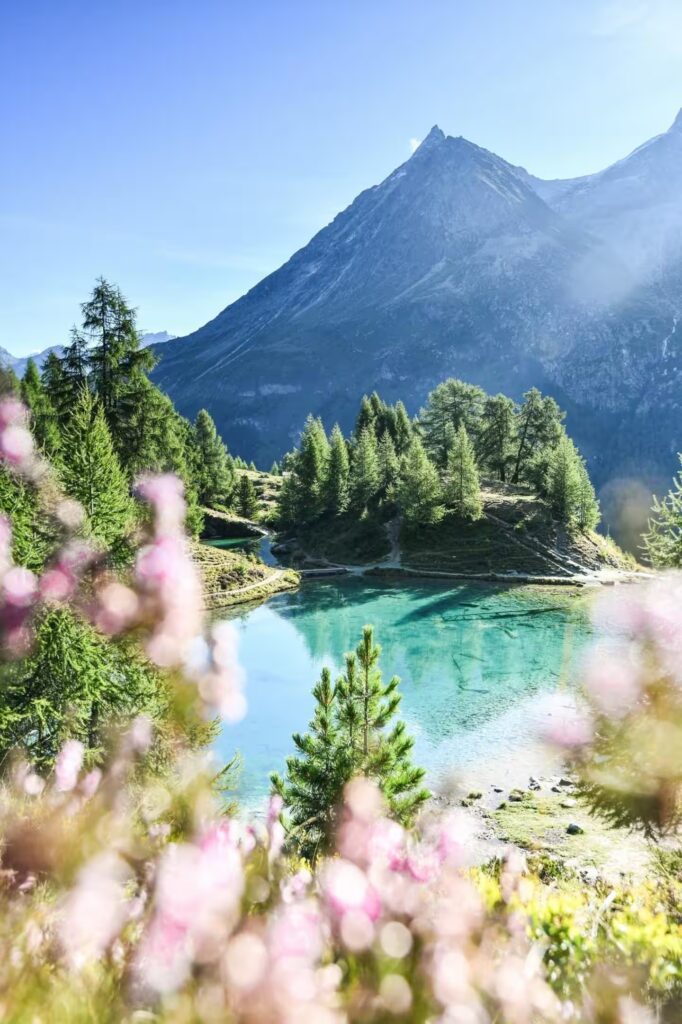 Lac de montagne turquoise entouré de mélèzes et de fleurs