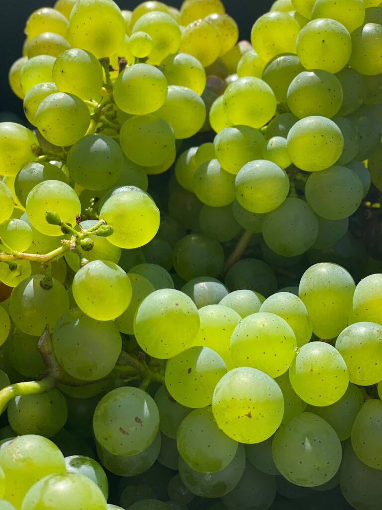 Grappes de raisin blanc dans les vignes du Valais
